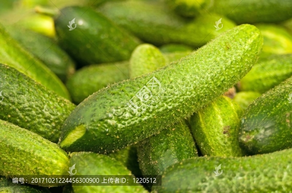 小黃瓜