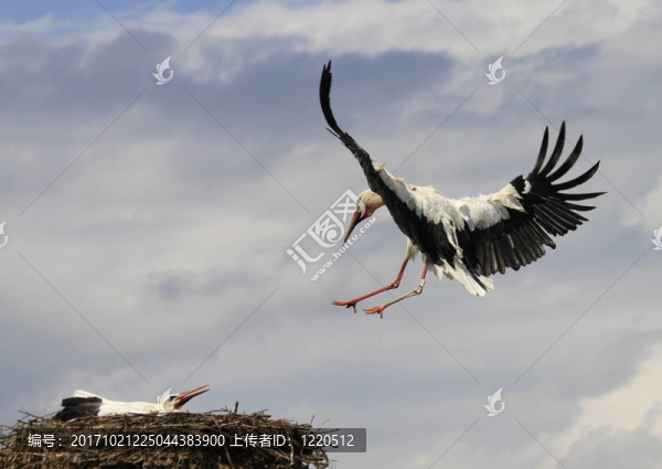 白鸛