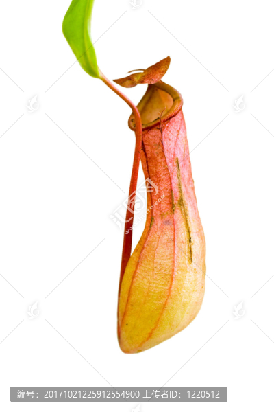 翼狀豬籠草，豬籠草，肉