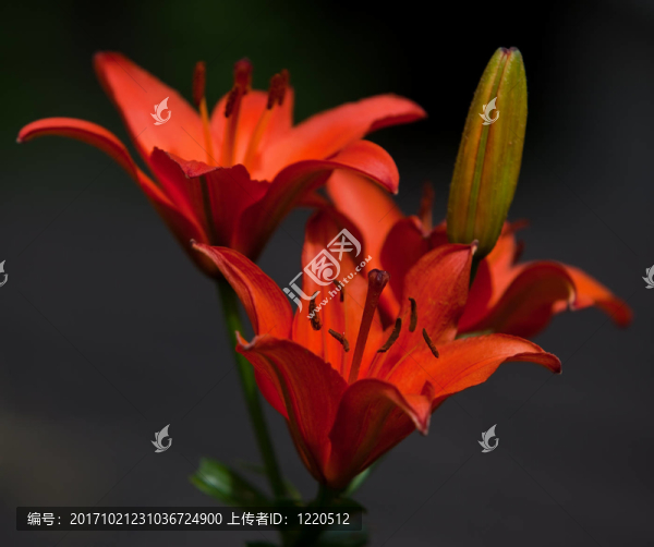黃花菜