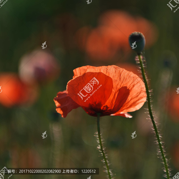 紅罌粟