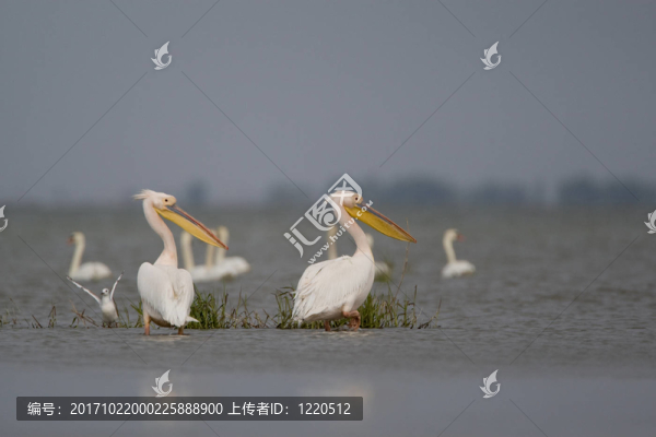鳥