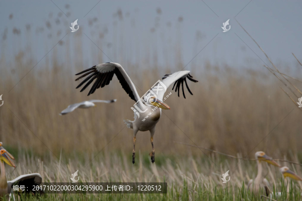 鳥