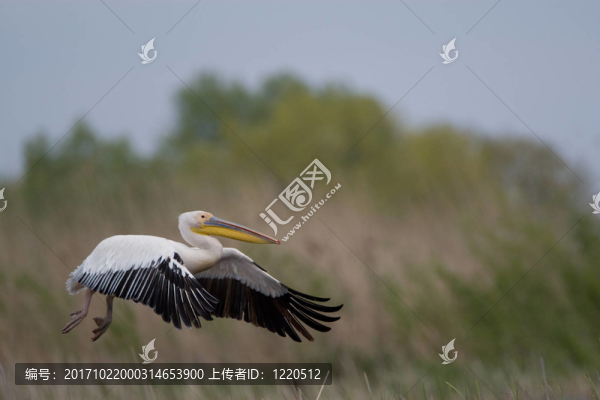 鳥(niǎo)