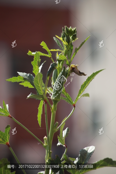 秋葵果實特寫