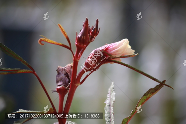 紫色秋葵種植開花