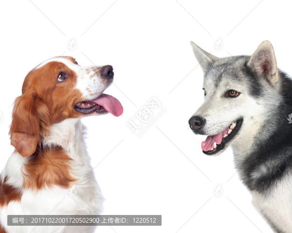 狗
