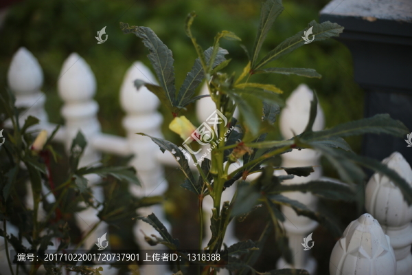 花園自種秋葵
