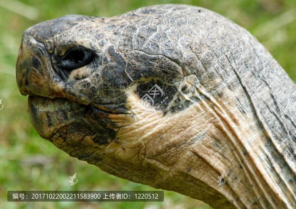 動物的眼睛