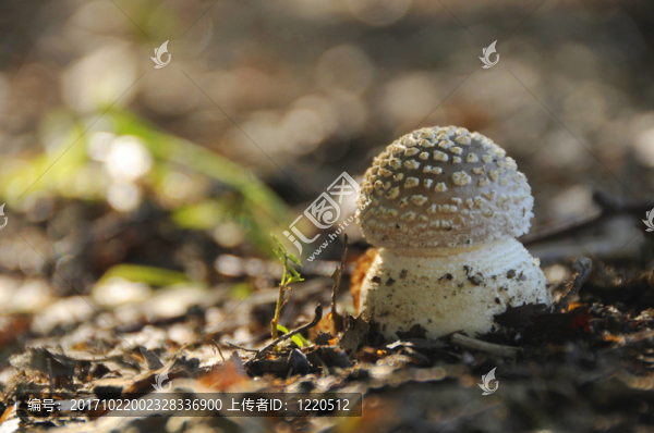 pantherpilz