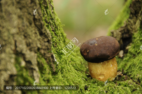 兩個(gè)部落之間的