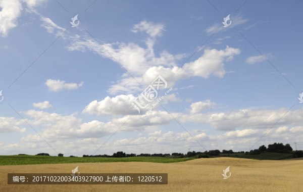 玉米地