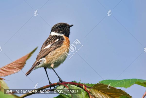 野翁鳥