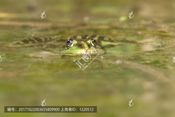 青蛙