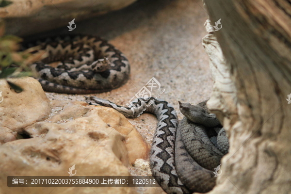 動(dòng)物