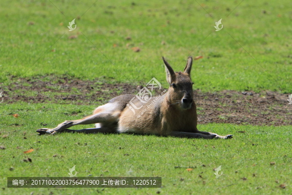 袋鼠斯圖
