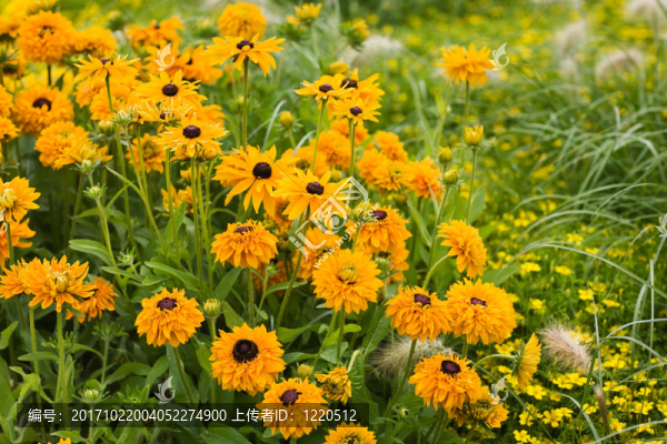 花園里的花