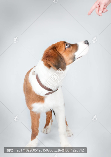 狗和手