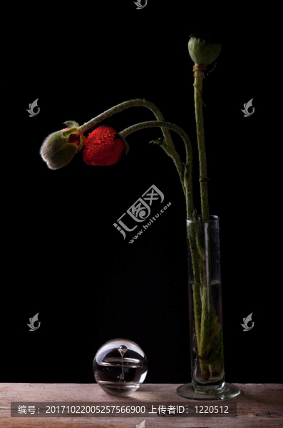 玻璃花瓶里的罌粟