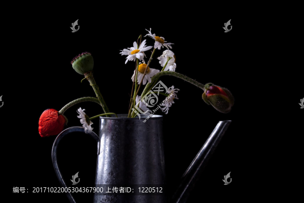在坎內(nèi)的雛菊和罌粟花
