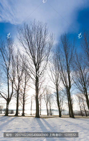 tree