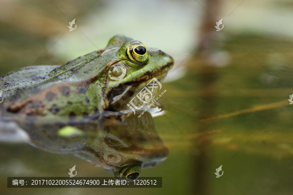青蛙