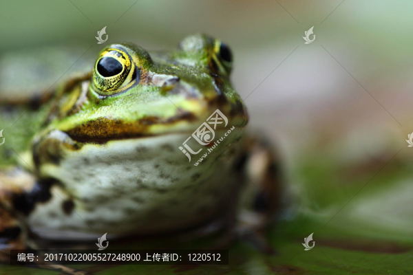 青蛙-匯圖網(wǎng) www.fosd68.com 青蛙