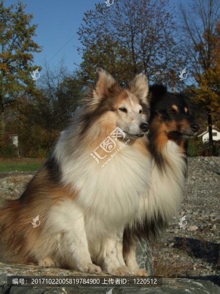 牧羊犬