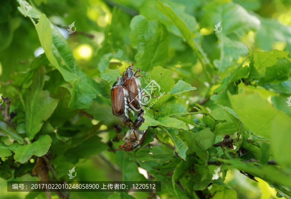 金龜子