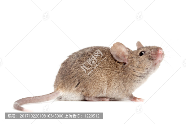 寵物鼠