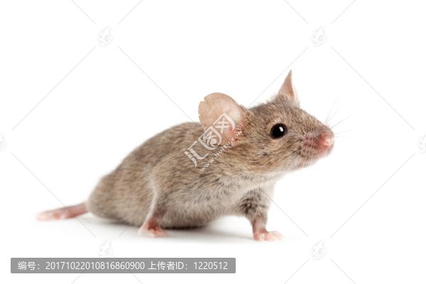 動物