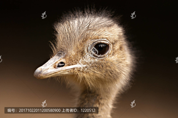 鴕鳥的頭部特寫