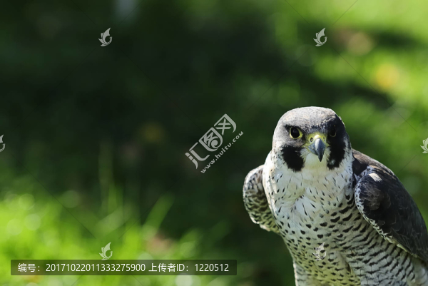 鷹1