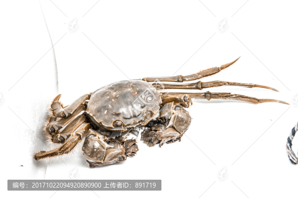 大閘蟹