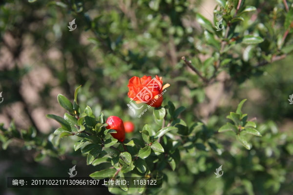 石榴花