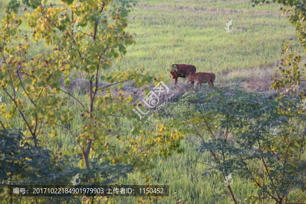 秋牧圖,（17）