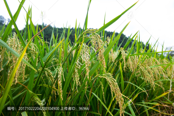 雜交水稻,稻田,水稻