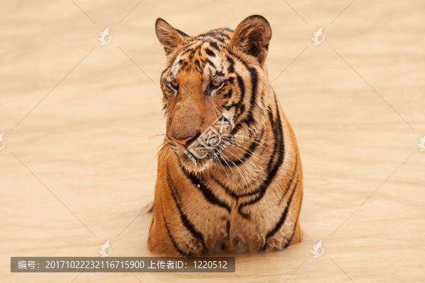 老虎在水