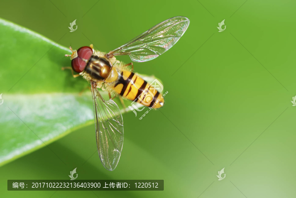葉