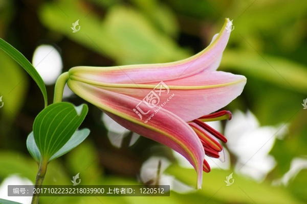 花園
