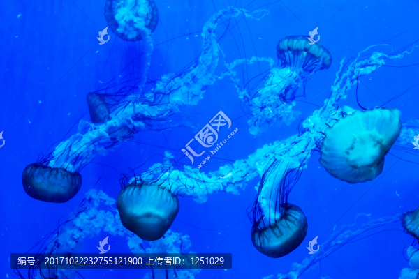 水母4
