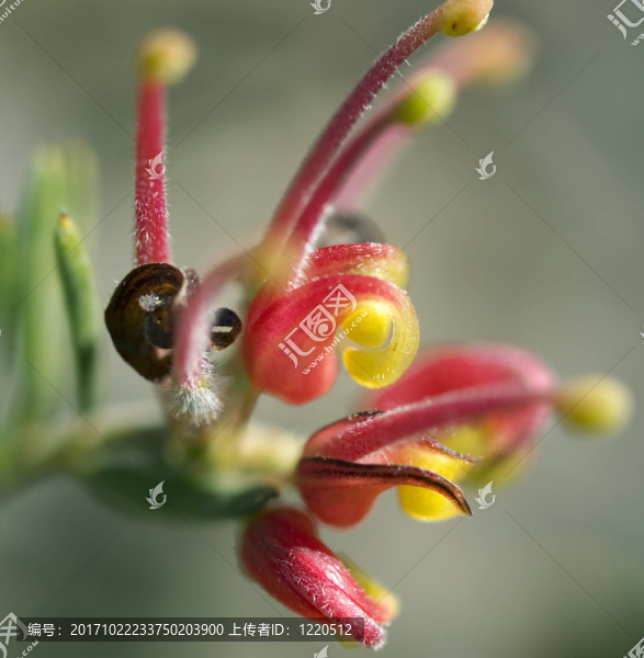 花卉