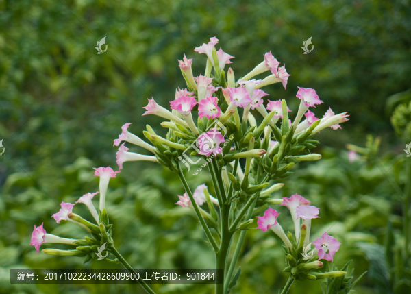 煙草花