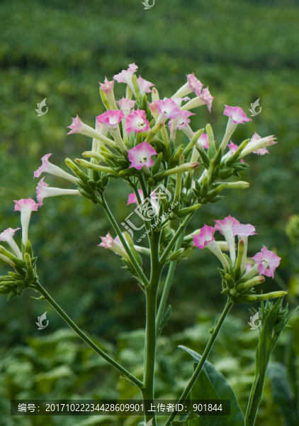 煙草花