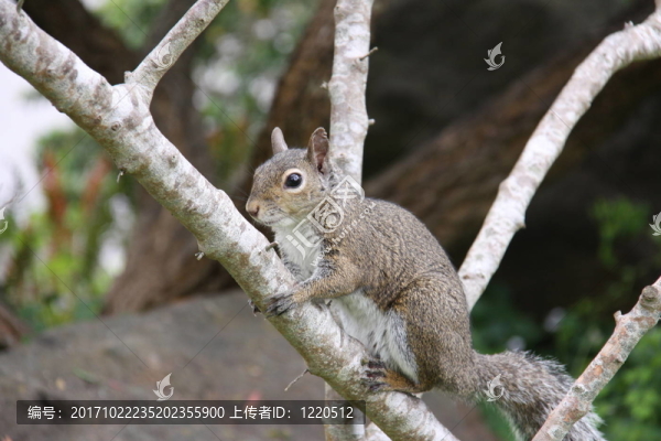 松鼠特寫