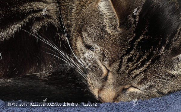 Niki睡著了