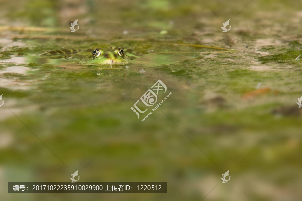 青蛙