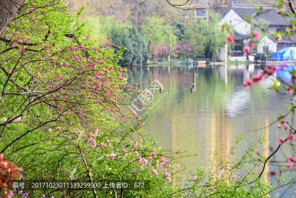 水邊海棠花