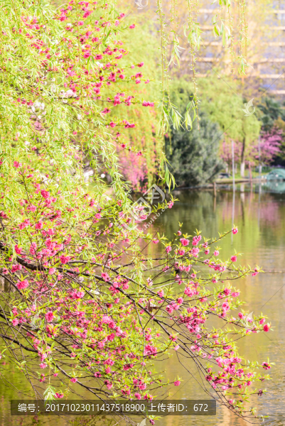 水邊海棠花