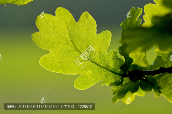 樹葉